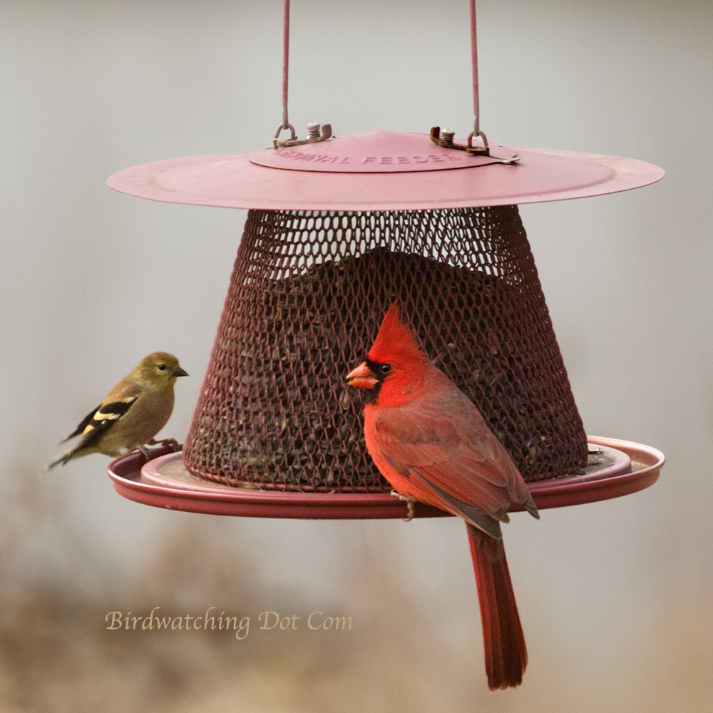 Cardinal & Goldfinch 12-9-16