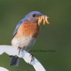 Male bluebird with mealworms