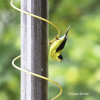 Spiral with goldfinch