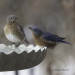 Bluebirds