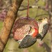 w Red-bellied Woodpeckers