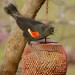 w Red-winged Blackbird